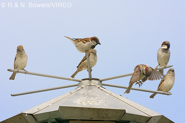 House Sparrow